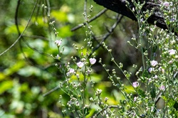 Grass wildflowers: Blooming Musk Mallow