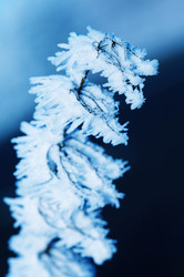 Detail of hoar frost on grass