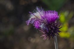 Purple Musk Thistle a flower often considered a pest.