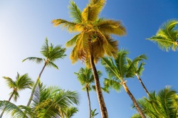 Tropical palm trees with a blue sky above