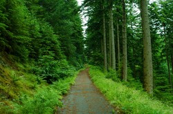 Path through the forest