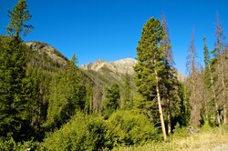 Pine trees cover ground and hillsides into the mountains.