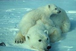 Mother Polar Bear and Her Cub