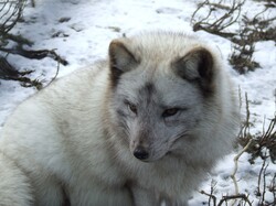 Arctic fox in the snow