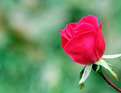 A single red rose, on stem, just beginning to bloom, on a light green background. Can be used as background or border.