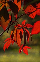 Red vine climbing