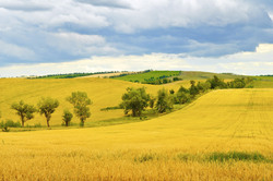 Golden fields of wheat