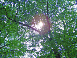 The sun shining through trees in the summer