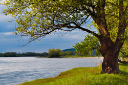 The tree on the bank