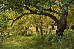 Burnt tree with a large branch