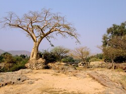 Bare trees alongside dirt track in Namibian desert