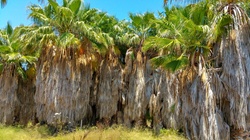 Untrimmed palm trees