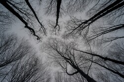 In the trees