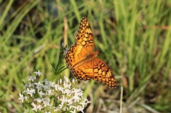 Close-up of a beautiful orange and black variegated fritillary butterfly, with wings spread, just flying off of a white wildflower, on a blurred green grassy background.