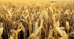 Background of ripe golden wheat in the field