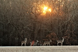 Four white-tail doe walk along a tree line just as the sun is rising and beginning to peek through the leafless trees of winter.