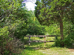 A wood fence in trees