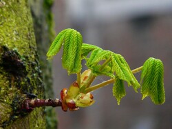 Young leaves just left the bud