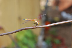 Dragonfly on steel cable