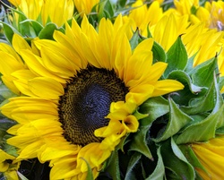 Close up of big sunflowers