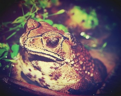 Cane Toad