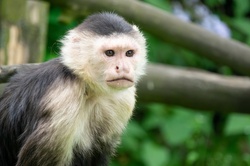 Capuchin monkey portrait