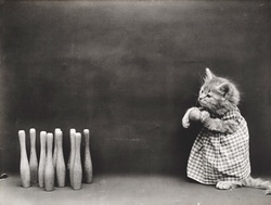 Cat Dressed Vintage Photo