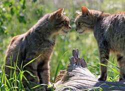 Two Scottish wild cats face to face