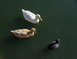 Looking down on a tan and a white domestic duck and a coot swimming