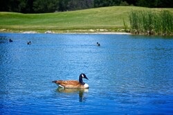 Duck swims in blue pond away from other duckling friends.