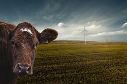 Wind power meets nature