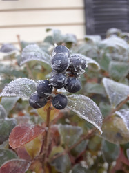 Berries covered in frost