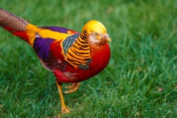 Golden pheasant bird which some think that it looks like president Trump