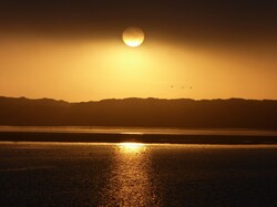 Background of golden sun set into a harbor with silhouetted birds flying in the distance