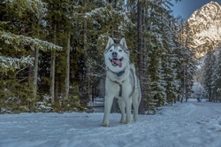 Happy Dog on Snow