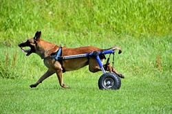 Handicapped dog with assistance car