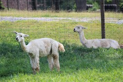 A pair of white Llamas in a fenced yard. One standing, one kneeling, diagonal profiles.