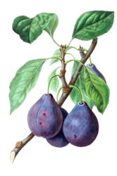 Fruit Plum Plums Vintage Old