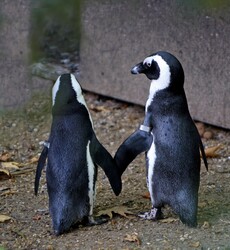 Two penguins in love holding flippers