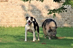 A spotted pot-bellied pig and a spotted dog standing together in the yard of a country home.