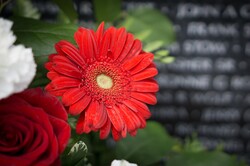 Blossoming red flower marks the wall of veterans at a patriotic war memorial.