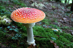 Beautiful red toadstool - toxic