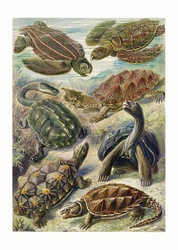 Turtle Art Vintage