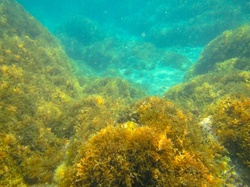 Seabed background image