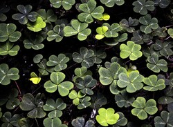 Rich thick ground cover of 3 leaf clovers