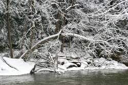 Snowy bough hangs over the side of a creek on a cold winter day.