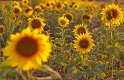 Sunflower Autumn Thanksgiving Day