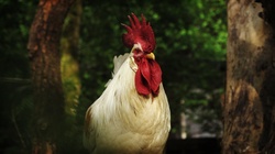 Close up of cock in the animal garden