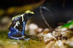 Yellow and blue poison dart frog