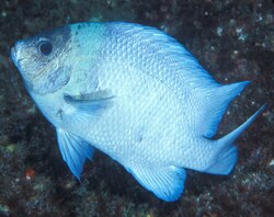 The Kermadec scalyfin â part of the rich marine biota of the Kermadecs